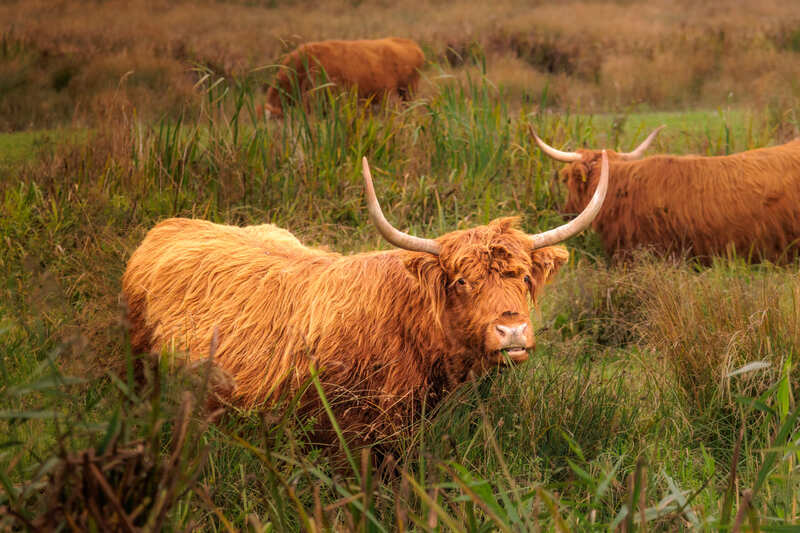 Biesbosch Schotse Hooglanders