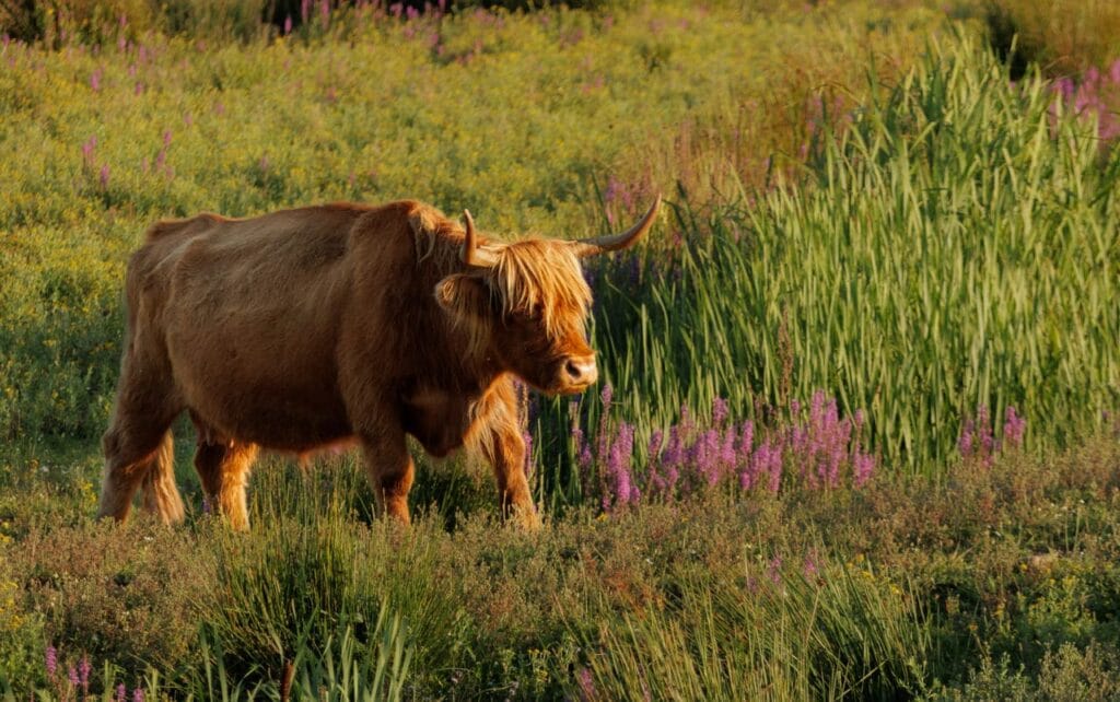 Homepagina-focus-by-jan