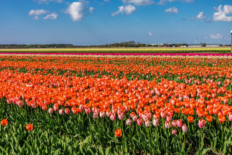 Mooi Tulpenveld