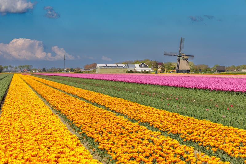 Mooie Tulpenvelden
