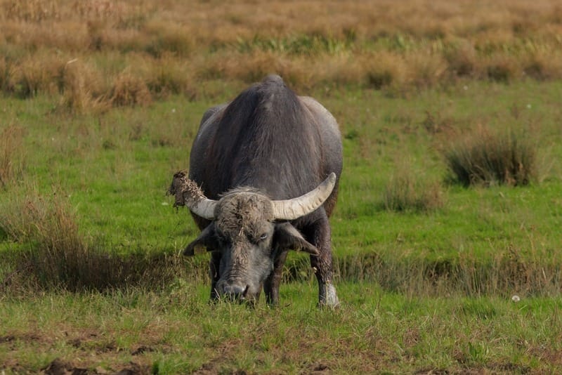 natuurbeheer-waterbuffels