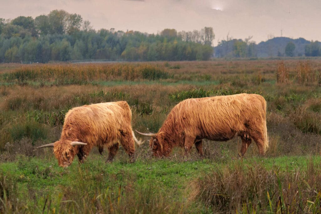 Schotse-hooglanders-Biesbosch