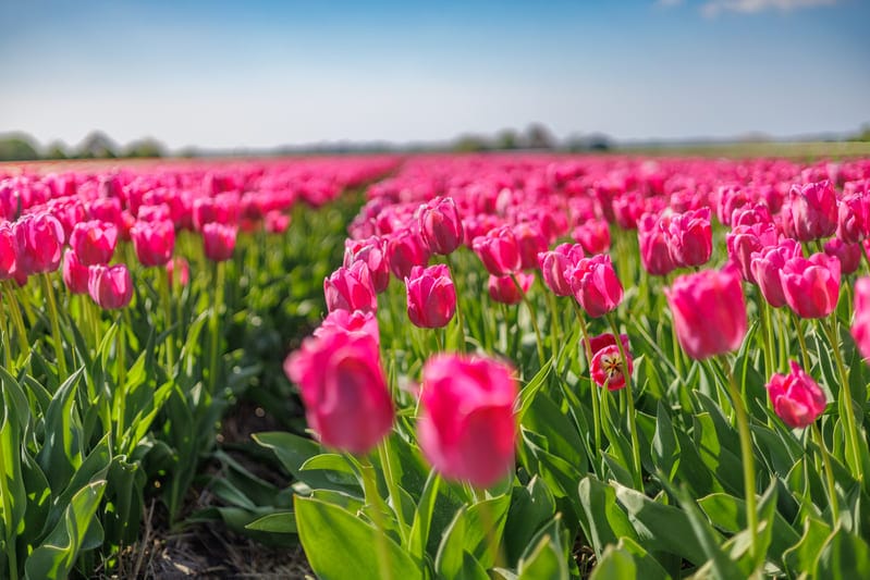 Tulpen-in-voorjaarzon